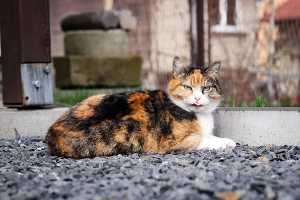 Wystraszony Kot Patrzy Mnie Pogardą Felis Catus Domesticus Spoczywa Podgrzewanych — Zdjęcie stockowe
