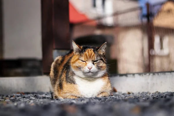 Sullen House Cat Tries Sleep Garden Felis Catus Domesticus Bad — Zdjęcie stockowe