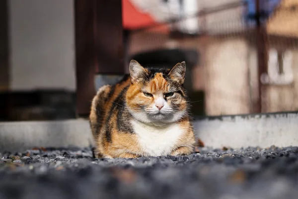 Sullen House Cat Tries Sleep Garden Felis Catus Domesticus Bad — ストック写真