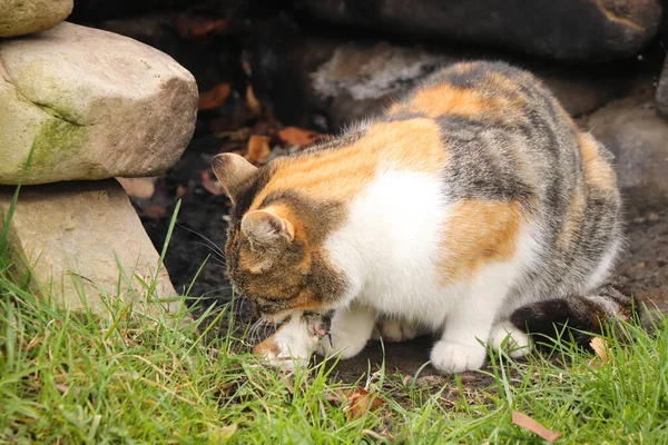 Great mouse hunter has caught a delicacy and is now enjoying it. Feline caught a mouse. Felis catus domesticus on the hunt and at lunch. Mother Nature's cycle.