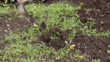 İş kıyafetleri içindeki genç çiftçi bahçesini kazıyor ve insanlardan uzakta yabani otları temizliyor. Bahçede sonbahar işi. Daha küçük çapalar kullanarak tekme atıyor. Video çekimi Full HD 60 fps.