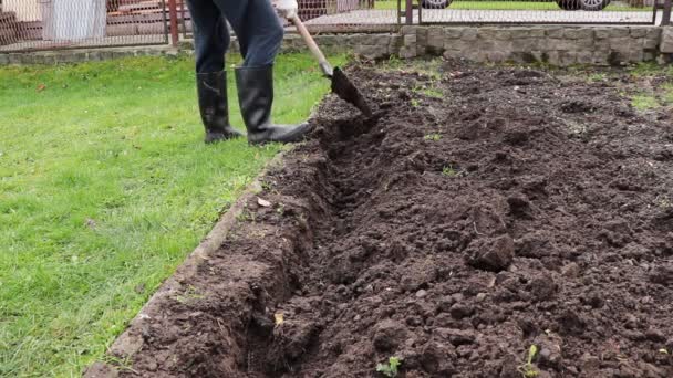 彼の庭を掘り 冬の初めの前にそれをきれいにし 酸化しようとしている農家のショット ビデオショットフルHd Fps — ストック動画