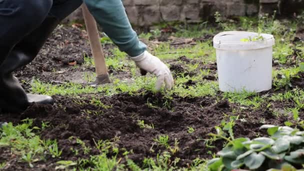 Tuinier Onkruid Een Tuin Met Behulp Van Handen Een Bed — Stockvideo