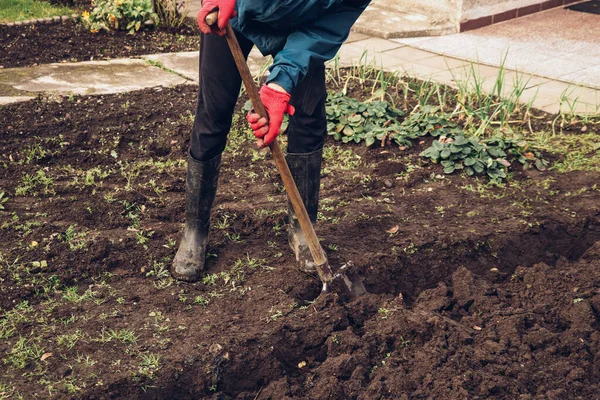 Mavi ceketli genç bahçıvan arazisini sürttü. Gelecek yıl için toprak hazırlığı. Tarıma elverişli toprakların besin yönünü geliştiriyorum. Tarım hayatı kavramı.