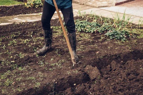 Geçici işçi gübre için yeterince büyük bir oyuk açmak için kürekle mücadele ediyor, bu da topraktaki besin oranını artıracak. Karantina sırasında el işi.