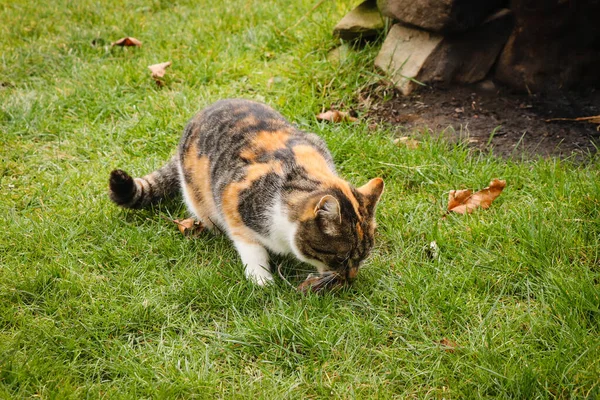 Gato Colorido Gosta Sua Presa Feline Pegou Pequeno Rato Cinzento — Fotografia de Stock