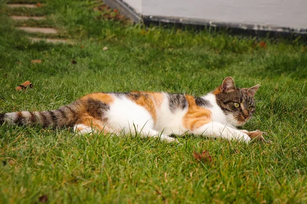 Cansado Felis Catus Domesticus Depois Pegar Comer Ratos Descanse Abdômen — Fotografia de Stock