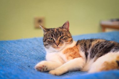 Oturma odasının ortasında gömülü olan renkli bir kedinin kızgın ifadesi. Kedi canavar objektife bakıyor..