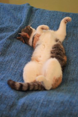 Mavi bir battaniyede kavrulan genç bir kedi anneden gelen mutlak mutluluk ve memnuniyet ifadesi. Felis catus domesticus uyuyor. Çift kişilik yatakta uzanıyor.