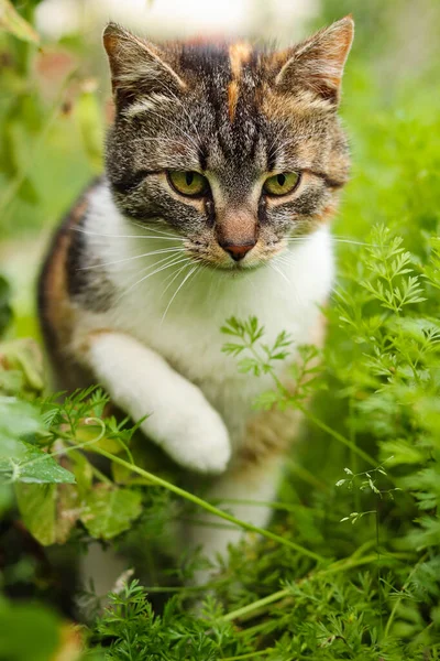 五彩斑斓的猫科动物试图从黑莓树枝上跳过 黑莓用针头刺伤了它 猫有一个集中的表达 别斯基底山脉捷克荒原 — 图库照片