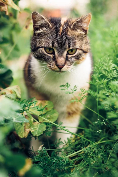 年轻的冒险家踏上了他复杂的旅程 这只五颜六色的猫试图穿过茂密的灌木丛向邻居们走去 无畏的猫 捷克荒野和农村 — 图库照片