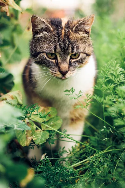 年轻的猫为了更美好的明天冲破荒野 仙人掌试图穿过一个黑莓 她脸上有趣的表情 — 图库照片
