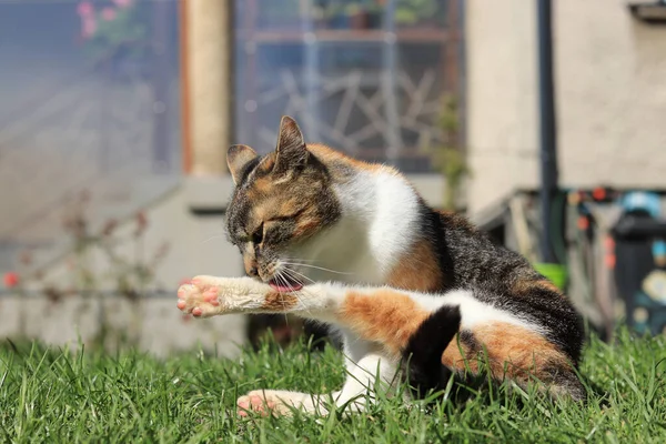 Kolorowy Kot Domowy Liże Łapę Próbuje Oczyścić Brudu Codzienna Higiena — Zdjęcie stockowe