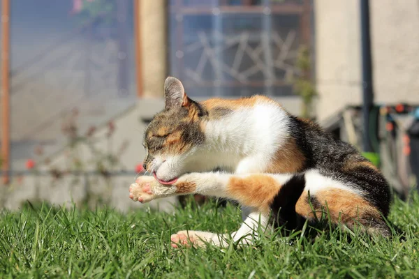 Bunte Hauskatze Leckt Ihre Pfote Und Versucht Sie Von Schmutz — Stockfoto