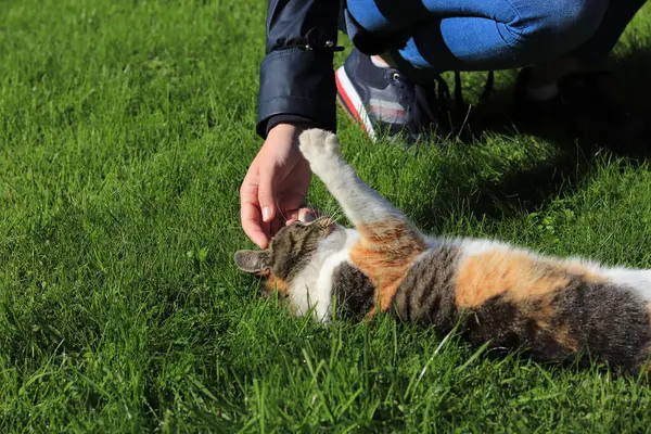 Młoda Dziewczyna Bawiąca Się Swoim Zwierzakiem Kot Próbuje Ugryźć Się — Zdjęcie stockowe