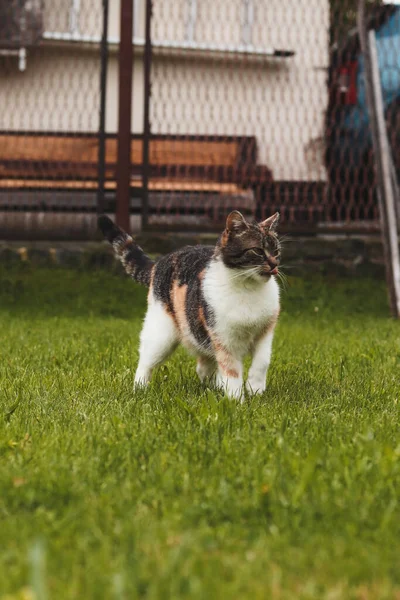 温柔体贴的猫站在花园中央环顾四周 五颜六色的猫科动物一动不动地站在那里 捷克环境中一种未驯服的野兽的一个例子 美丽的野兽 — 图库照片
