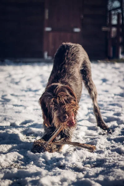 Snowy Garden Rough Coated Bohemian Pointer Runs Away His Master — Stock Photo, Image