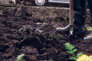 Orta yaşlı bir adam bir maça üzerine basar ve sonra bir parça kir çıkarır ve daha iyi bir besin teslimi için onu çevirir. Bir maça üzerinde lastik. Bahçıvan bahçesini canlandırıyor..