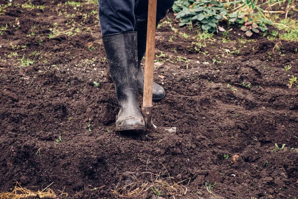 Agricultor Experiente Fica Melhor Barro Molhado Gravar Jardim Com Uma — Fotografia de Stock