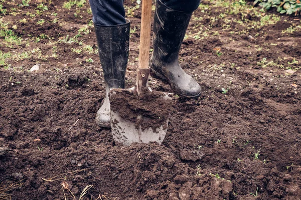 Erfaren Bonde Blir Bättre Spade Våt Lera Gravyr Trädgården Med — Stockfoto