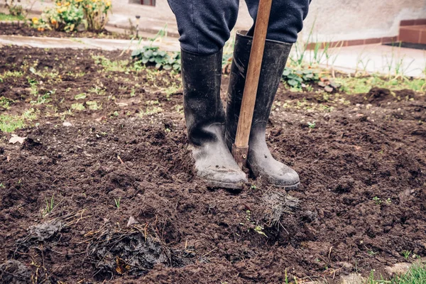 Giardiniere Esperto Scava Suo Giardino Giovane Trova Nel Terreno Fangoso — Foto Stock