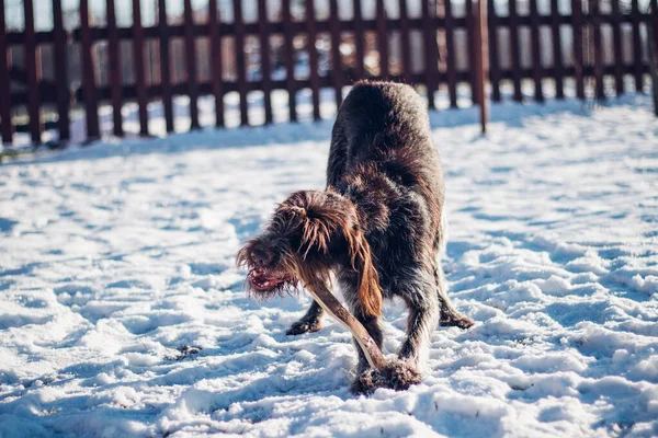 Bahçeye Fırlatılan Sopayı Isıran Sert Kaplamalı Bohem Pointer Köpeğinin Yakın — Stok fotoğraf
