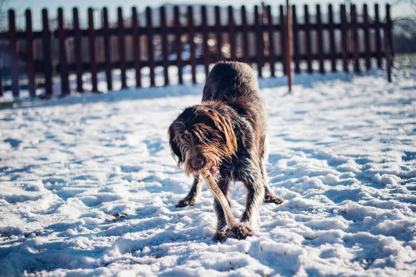 Bahçeye Fırlatılan Sopayı Isıran Sert Kaplamalı Bohem Pointer Köpeğinin Yakın — Stok fotoğraf