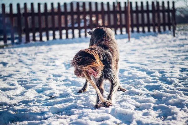 Genç Bohem Tel Saçlı Köpek Pointing Griffon Tahtayla Oynar Onu — Stok fotoğraf