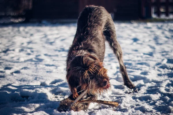 Kış Mevsiminde Evcil Hayvanımızın Dişlerini Gıcırdatmak Ocak Yeni Bir Oyuncak — Stok fotoğraf