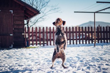 Bohem tel saçlı, sivri uçlu Griffon yemek yakalamak için havaya sıçrıyor. Komik pozisyon. Barbu tcheck yükseğe sıçramaya hazırlanıyor. Avını takip eder. Köpek portresini çiçek ve bebek mavisi tonlarda yapar. Arka ayaklı köpek..