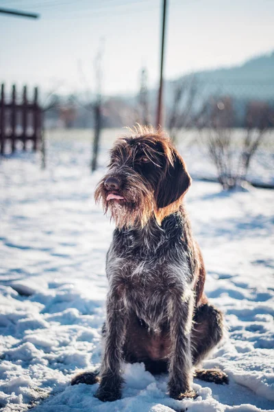 Rough Coated Bohemian Pointer Sits Perfectly Snowy Landscape Sunrise Bitch — Stock fotografie