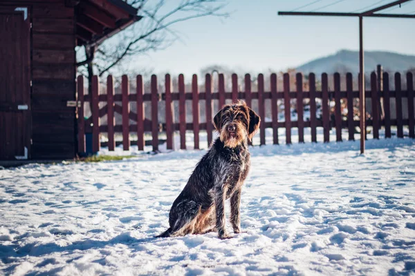 Bohemian Wire Haired Pointing Griffon Sits Frozen Ground Waiting Throw — Stock fotografie