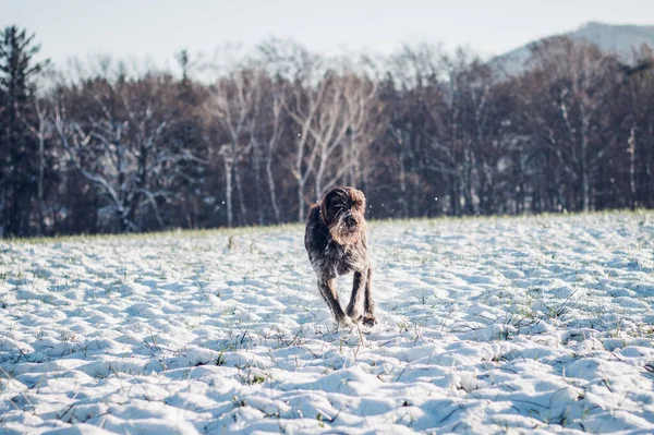 ボヘミアンワイヤーヘアポイントグリフォンは新しい冒険に雪のフィールドを通って実行されます ジャンプでバルブのチェック チェスキー フセクは自由を享受する 雪景色に飛び込む犬 — ストック写真