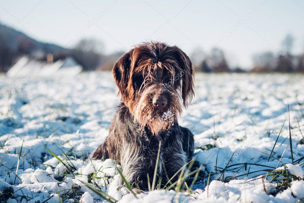 Bohemian Wire-haired Pointing Griffon lies in a snowy landscape above a vole hole and waits for it to appear. Portrait of a hunting dog, friend and faithful servant in dark Turquoise and Hex tones.