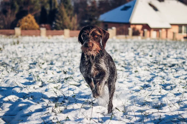 チェスキーは雪原を飛び越えた 彼女は彼の獲物のために発芽として若いボヘミアンワイヤーの焦点を当て外観 バルブの小切手は正しい手がかりを探している 赤ん坊の青いトーンで実行されている犬の肖像 — ストック写真