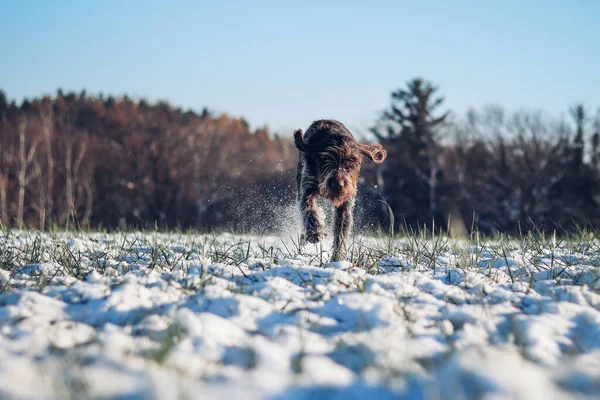 Beautiful Display Speed Power Hunting Bitch Bohemian Wire Haired Pointing — Stok fotoğraf