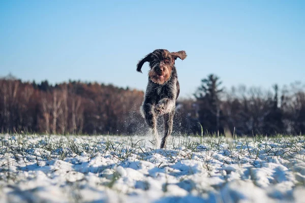 Beautiful Display Speed Power Hunting Bitch Bohemian Wire Haired Pointing — Stok fotoğraf