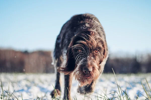 Koşan Köpek Barbu Tcheque Detayları Çek Cinsi Karlı Bir Arazide — Stok fotoğraf