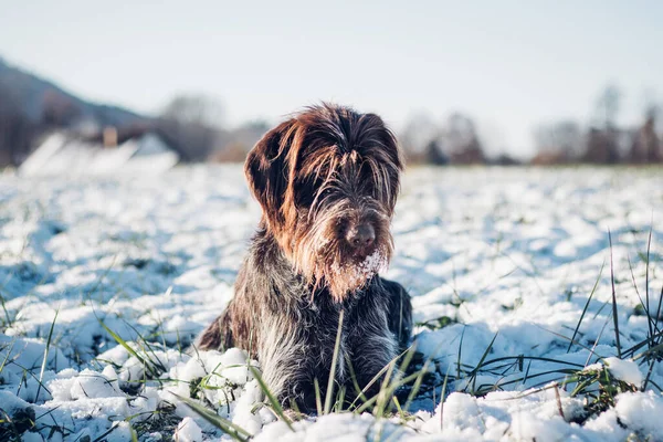 Bohemian Wire Haired Dog Ukazující Griffon Odpočívá Zasněžené Krajině Nad — Stock fotografie