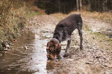 Barbu tcheck, Beskydy Dağları 'nın ortasındaki orman yolundaki su birikintisinden su içer. Av köpeği susamış. İnsanın dostu, sadık hizmetkar. Resim: Antika Beyaz ve Fortuna Altın Renkleri.