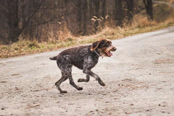 Bohemian Wire Haired Pointing Griffon Corre Tan Rápido Como Puede —  Fotos de Stock