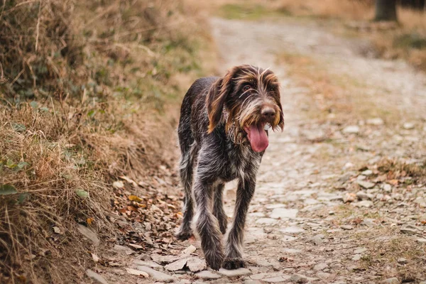 Bohemian Wire Haired Wskazując Griffon Chodzi Całkowitej Dziczy Czuwając Nad — Zdjęcie stockowe