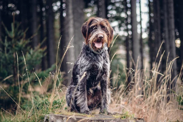 Beautiful bitch Rough-coated Bohemian Pointer sitting on a stump watching with her tongue out. Human best friend and protection guy. Portrait of a sitting dog in Tidewater Green tone