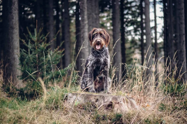 Loving Bitch Bohemian Wire Haired Pointing Griffon Sitting Stump Staring — Stock fotografie