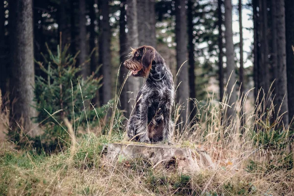 Loving Bitch Rough Coated Bohemian Pointer Sitting Stump Staring Woods — Stock fotografie