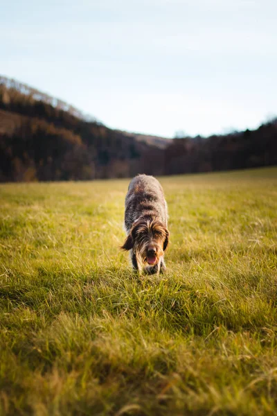 Ormanın Yakınındaki Bir Arazide Doğru Koku Izini Arayan Köpeği Cesky — Stok fotoğraf