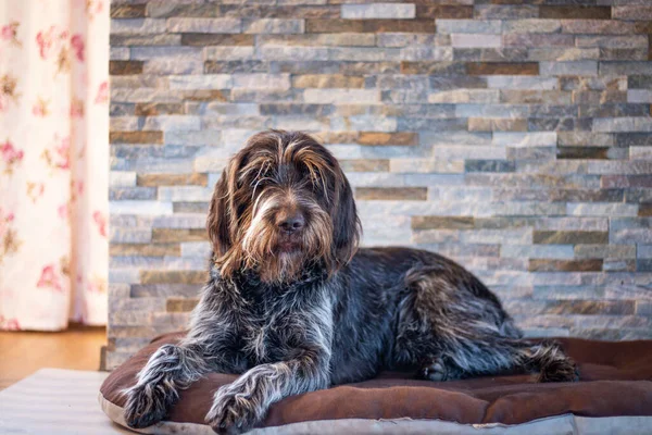 Tired Bohemian Wire-haired Pointing Griffon lies on a purple mat with one leg protruding. resting czech mustache in the house. Portrait of a pet in Set Sail Champagne tone.