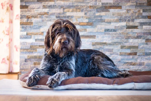 Tired Bohemian Wire-haired Pointing Griffon lies on a purple mat with one leg protruding. resting czech mustache in the house. Portrait of a pet in Set Sail Champagne tone.