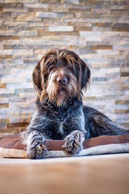 Portrait of hunting dog with noble expression sitting like sphinx on his pillow. Bohemian Wire-haired Pointing Griffon rests inside barracks. Set Sail Champagne and antique white tones. Dog protector. clipart