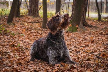 brown-and-white Rough-coated Bohemian Pointer bitch of breed lies on fall leaves in forest looking at her mistress, waiting for command to leave post. Obedient Cesky fousek. Animal-human relationship.